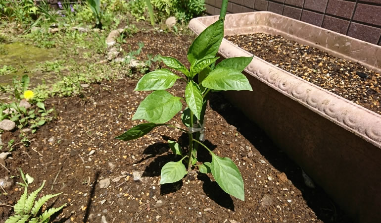 万願寺とうがらし