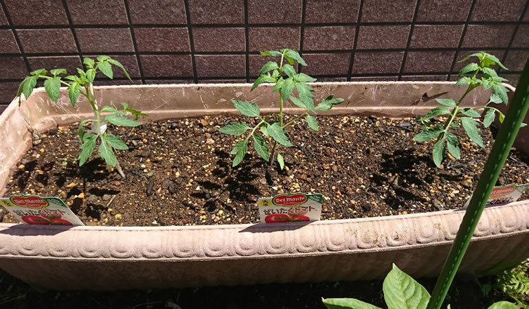 フルーツトマト