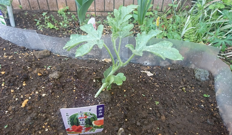スイカの苗