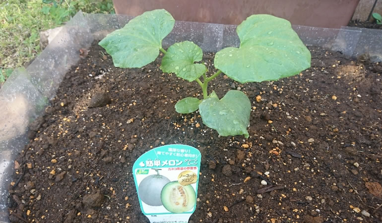 メロンの苗