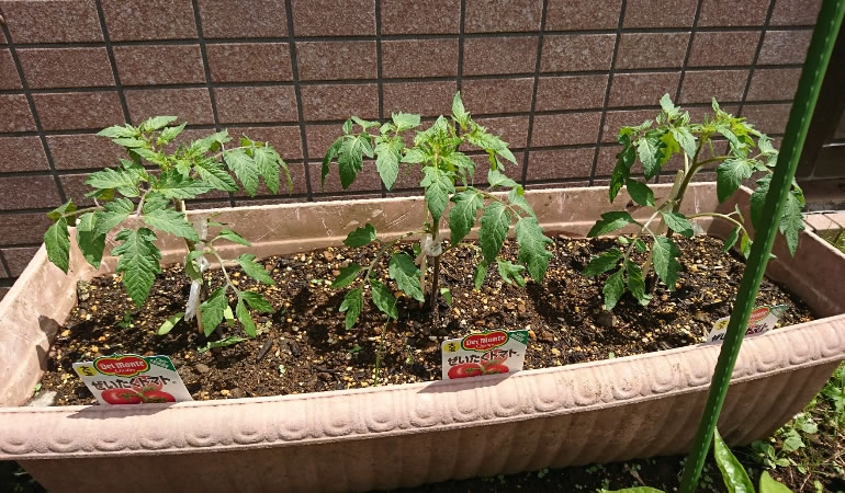 大きくなってきたフルーツトマト