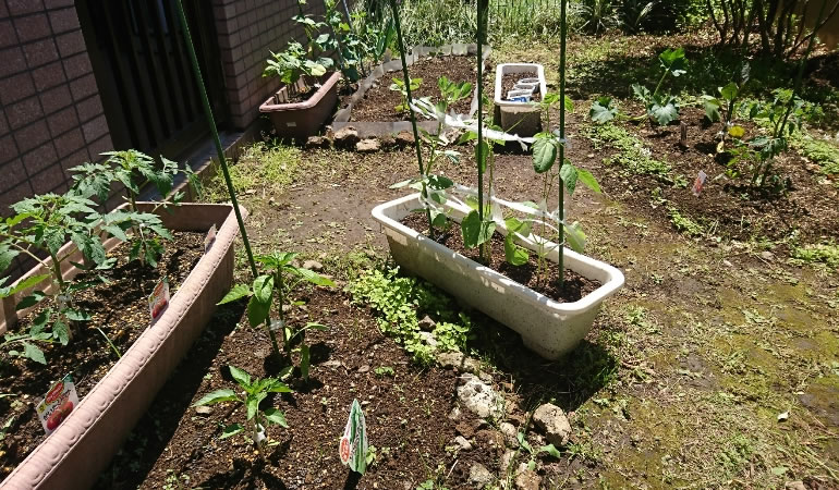 家庭菜園の全体
