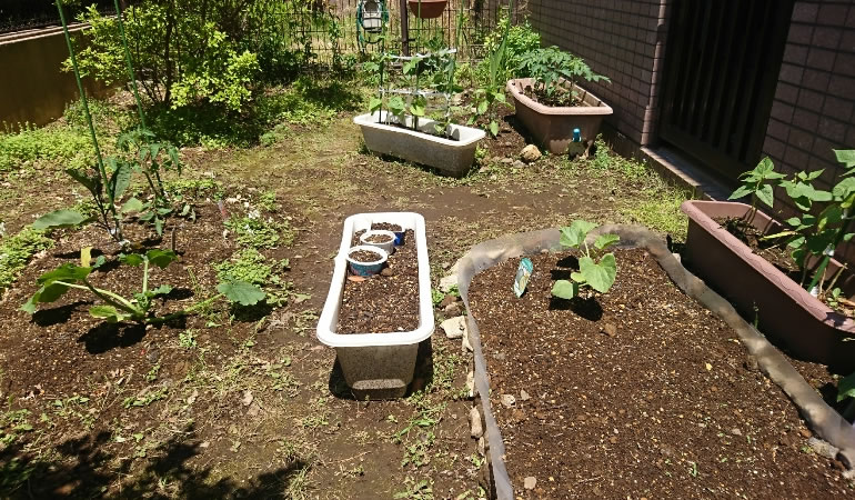 庭の逆側からの写メ