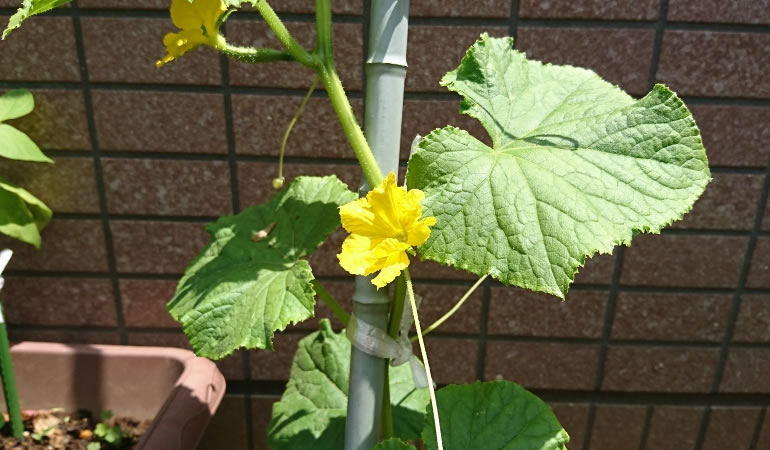 キュウリの花