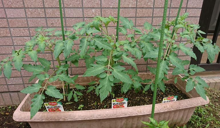 現在のフルーツトマト