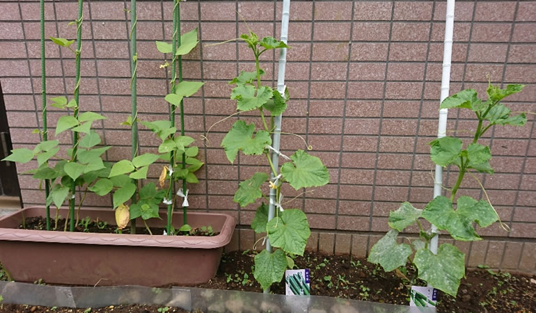 キュウリとインゲン