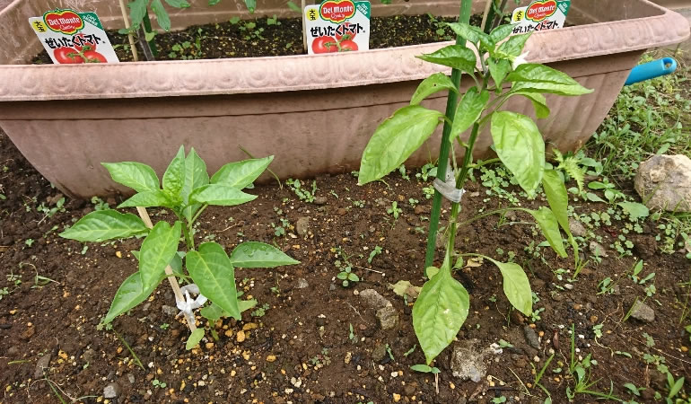 万願寺とうがらし、ジャンボ青唐