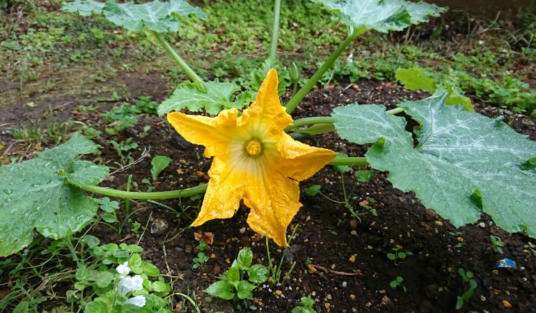 ズッキーニの花