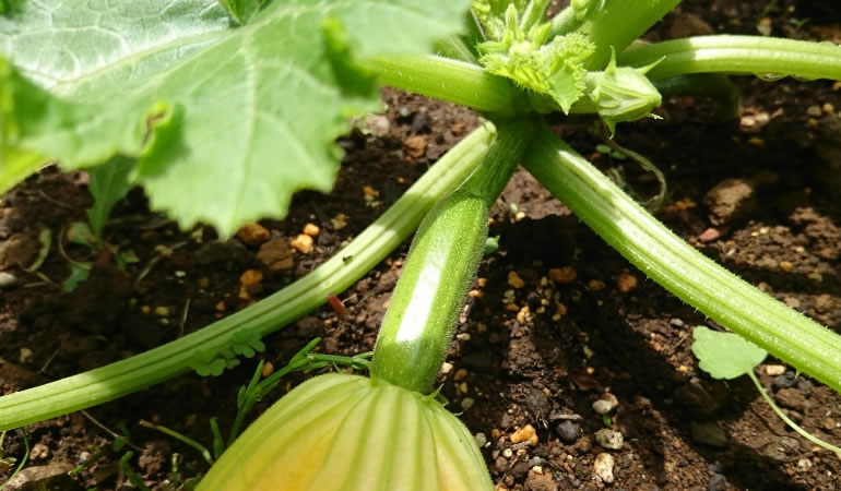 ズッキーニの子ども