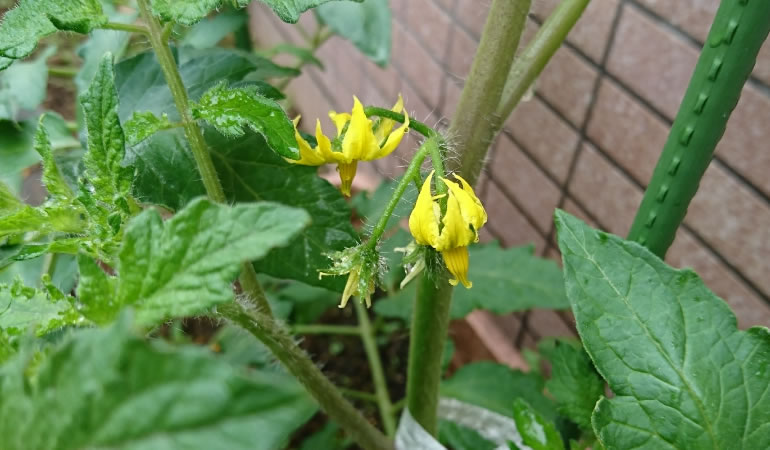 フルーツトマトの花