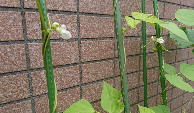 つるありインゲン