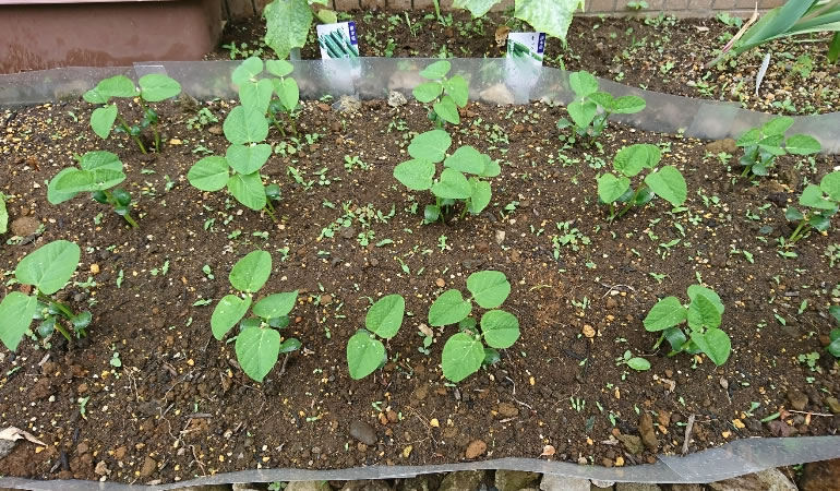 枝豆の苗1