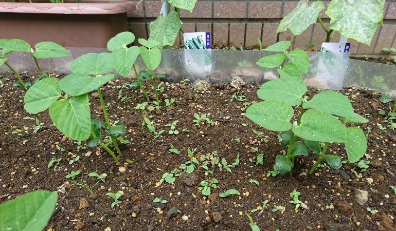 枝豆の苗2