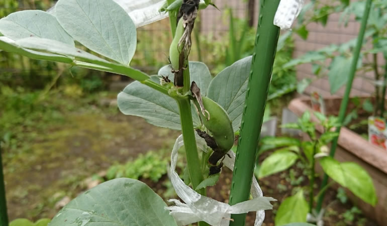 空豆の赤ちゃん