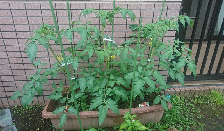 フルーツトマト