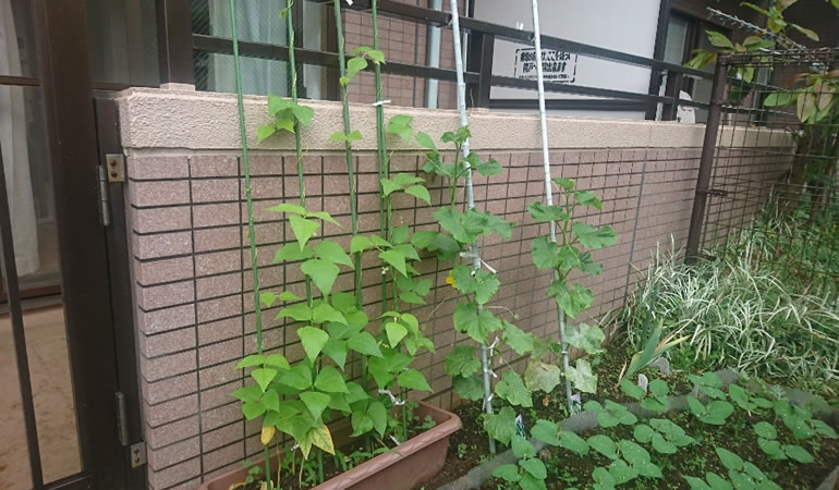 インゲンとキュウリ