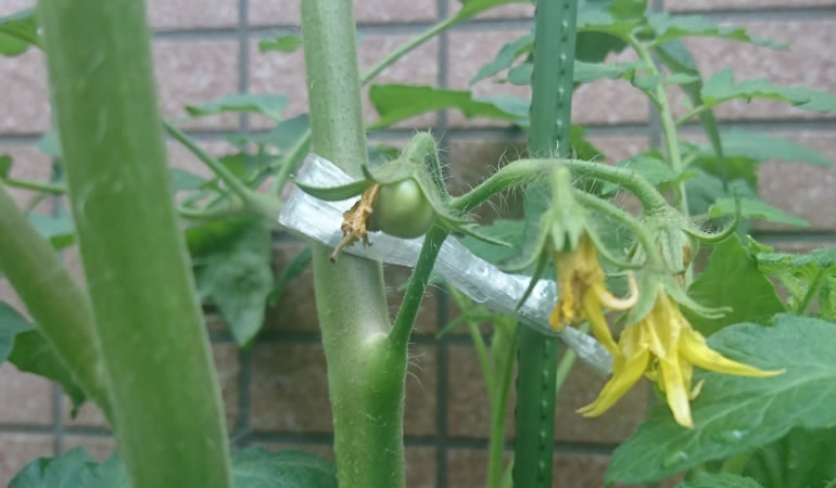 フルーツトマトの赤ちゃん