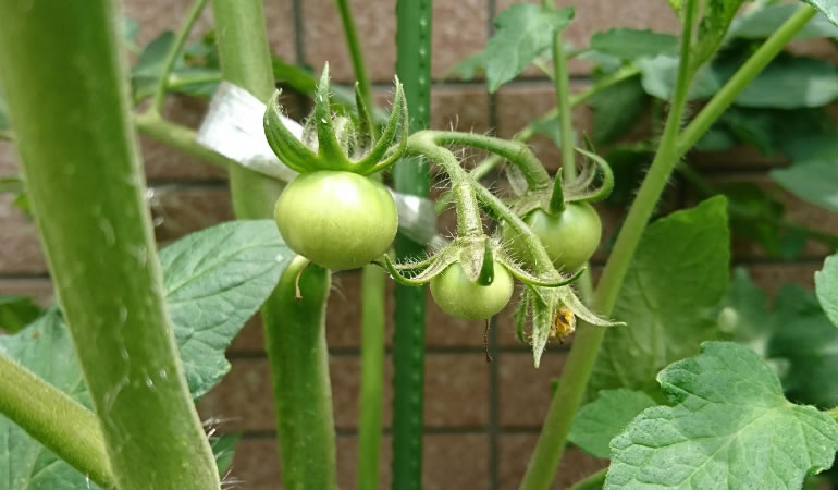 フルーツトマトの子ども