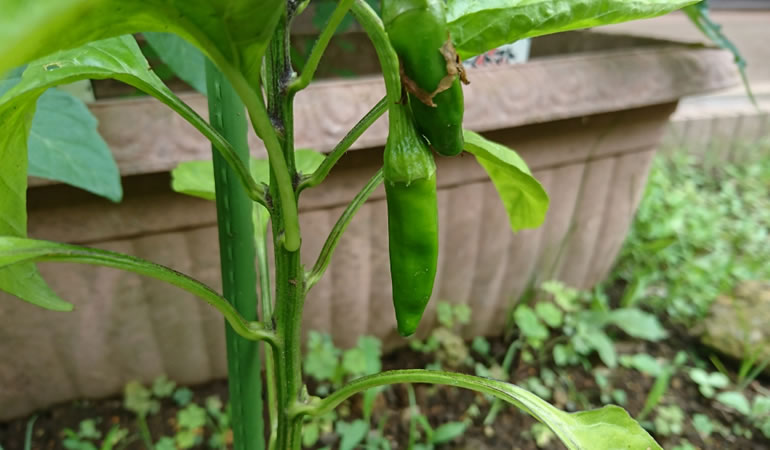 万願寺とうがらし