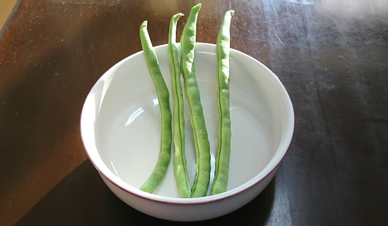 収穫したインゲン