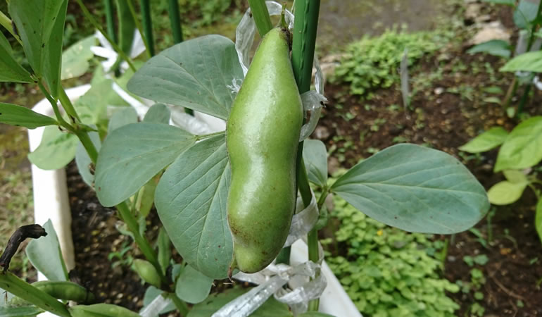 下を向いているインゲン