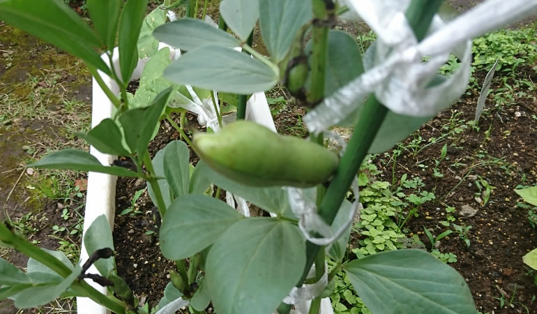 上を向いているインゲン