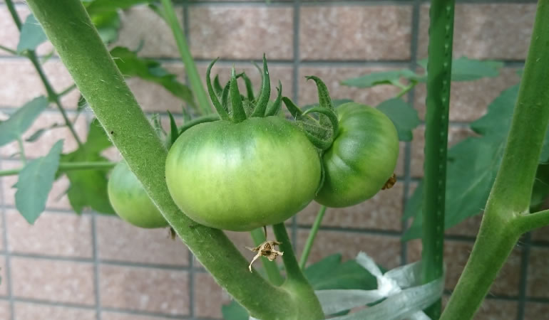 フルーツトマト