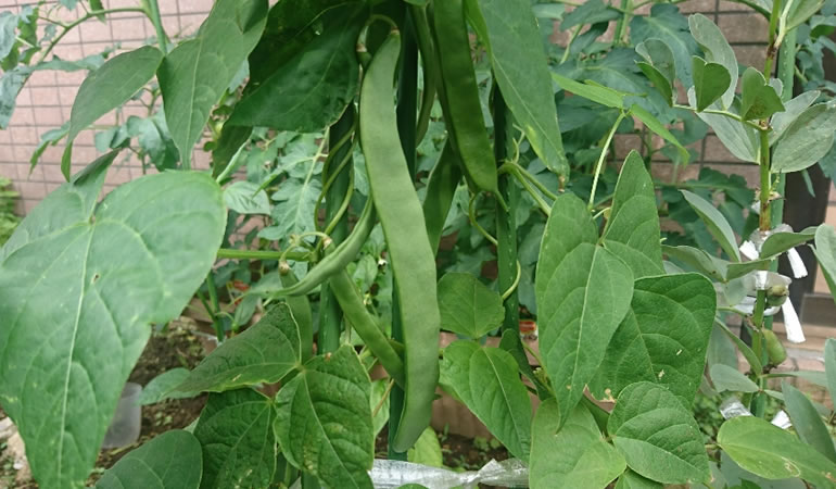 モロッコインゲン