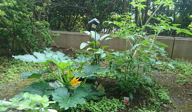 とまと、ナス、ズッキーニ