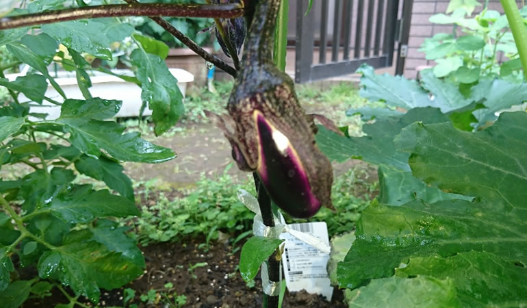 ナスの赤ちゃん