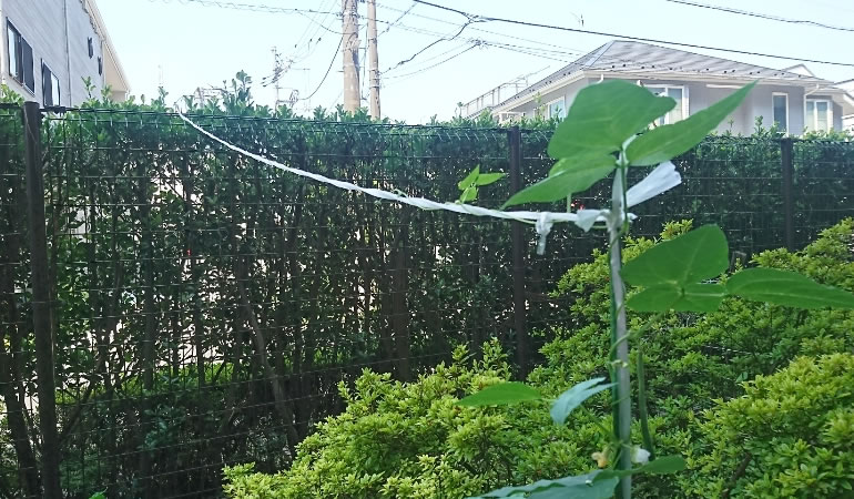 モロッコインゲン