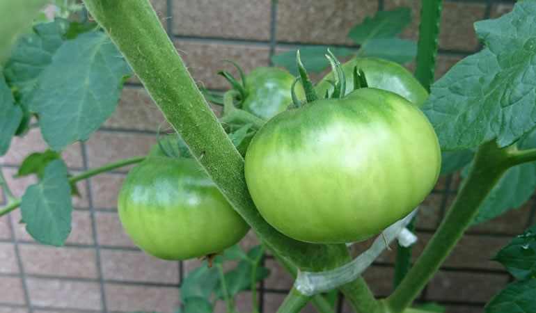 フルーツトマト