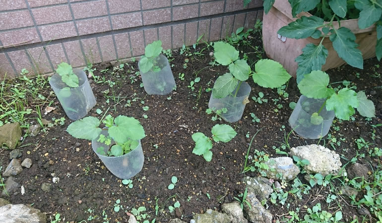 オクラ　囲ってる