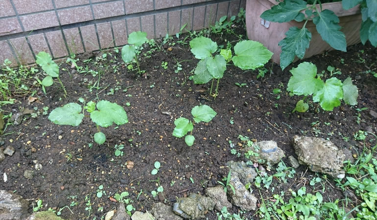 オクラ　成長しました