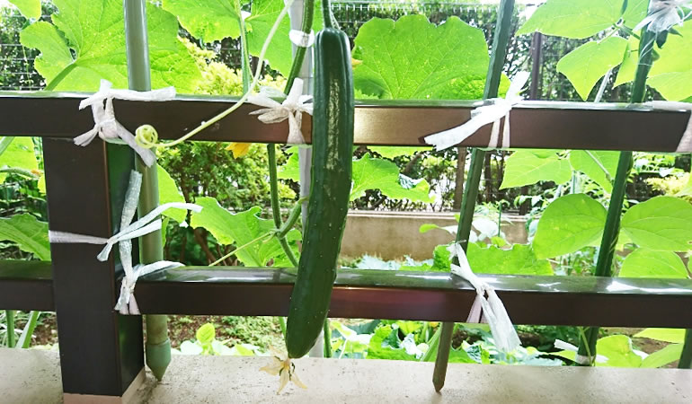 良い形のキュウリ