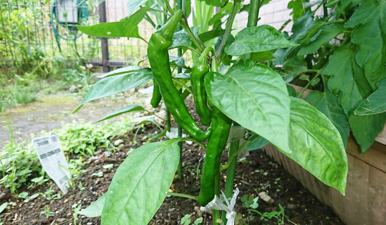 万願寺とうがらし