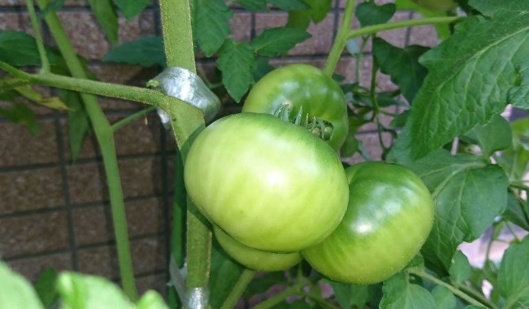 フルーツトマト