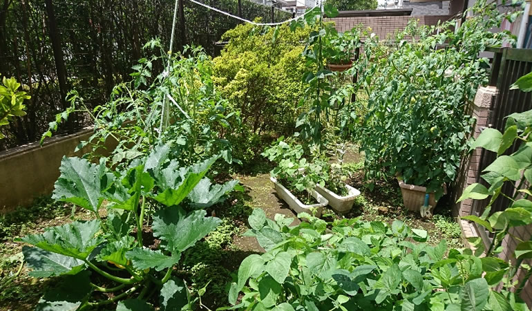 家庭菜園の全体像