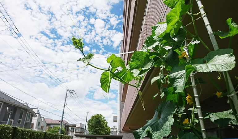 キュウリの紐渡り