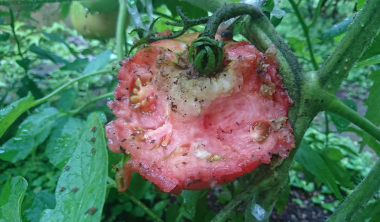 ネズミに食われたトマト