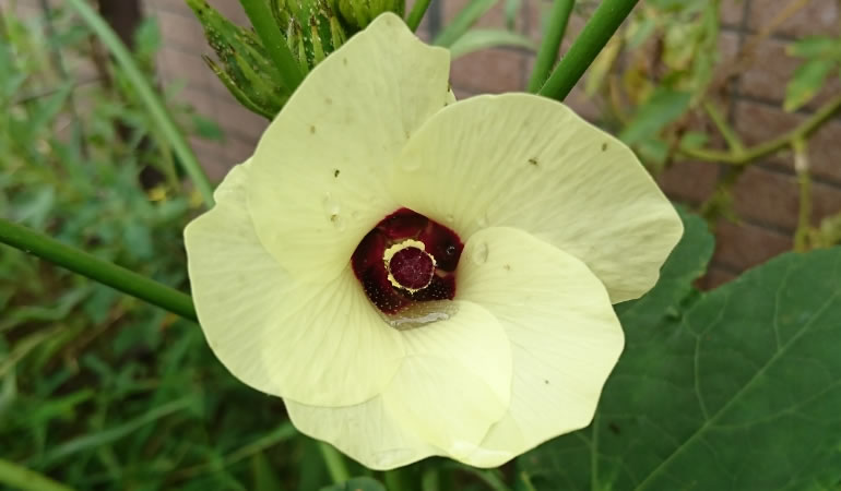 オクラの花