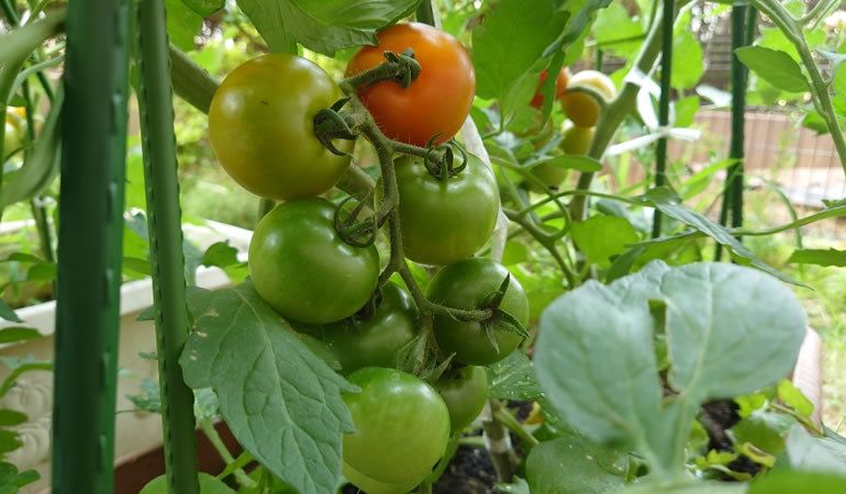 フルーツトマト