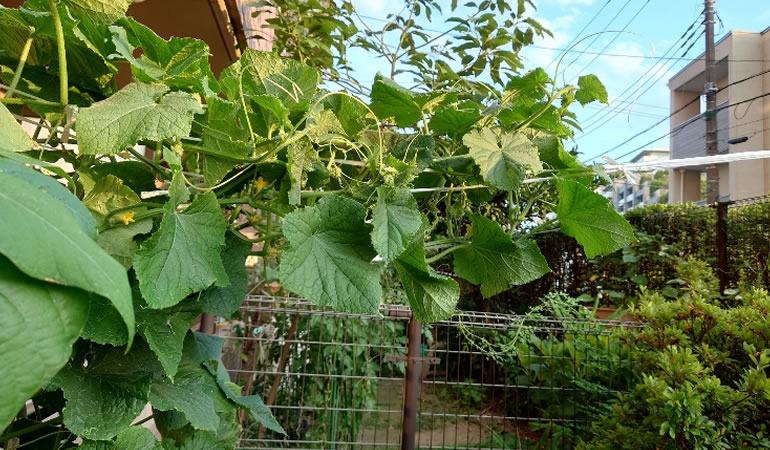 伸びるキュウリ