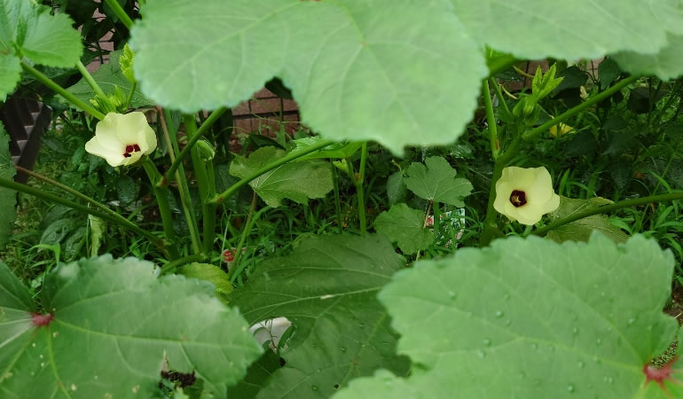 オクラの花