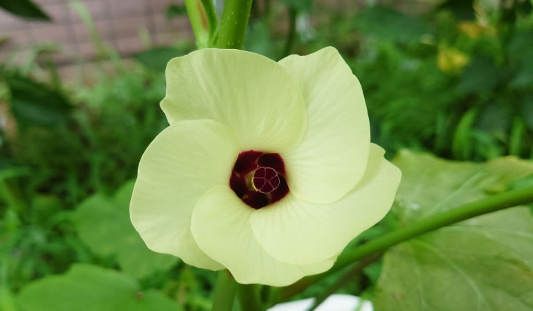 オクラの花　アップ