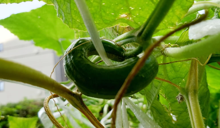 ヘンテコキュウリ