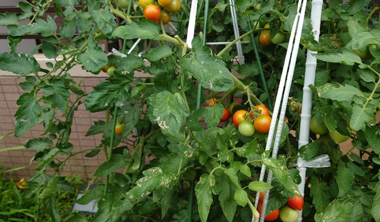 一斉に赤くなって来たトマト