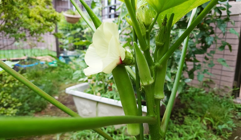 オクラは豊作か・・・