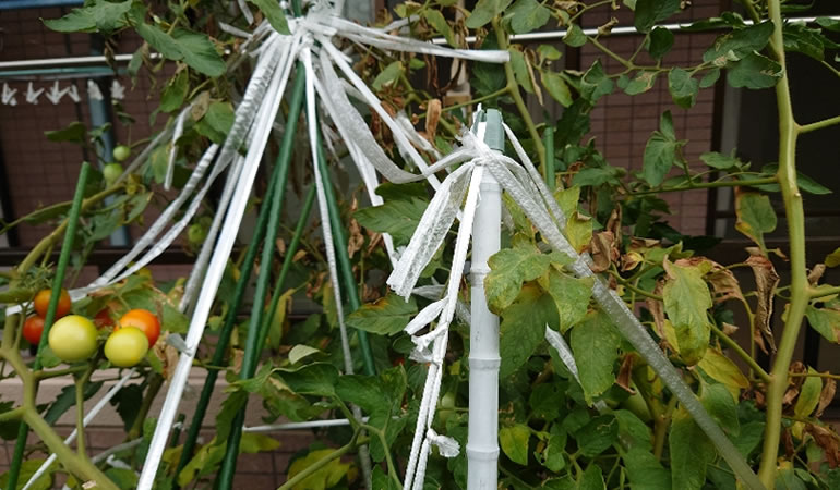 トマトの木