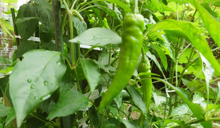 万願寺とうがらし